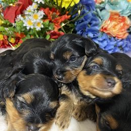 Yorkshire Terrier Puppies from Cutest AKC AZ Yorkies