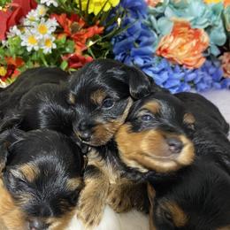 Yorkshire Terrier Puppies from Cutest AKC AZ Yorkies