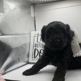 Holly - Tri-color female Yorkipoo puppy in Apple Valley, California from Boujeepups