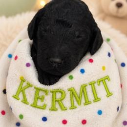 KERMIT - Black male Poodle puppy in Thornton, Colorado from Shandy Poodle