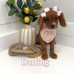Darling - Red female Cavapoo puppy in Buford, Georgia from Petite Posh Puppies