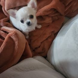 Chihuahua Puppies from Chihuahua Angel Babies