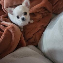 Chihuahua Puppies from Chihuahua Angel Babies