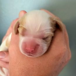 Guava - Red and white female Cocker Spaniel puppy in Bayfield, Colorado from Lucky Doodle Creations