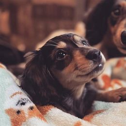 Dachshunds from Weenie Co