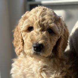 Girl 3 - Cream Goldendoodle puppy in Manchester, Connecticut from G & J Doodles LLC