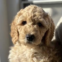 Girl 3 - Cream Goldendoodle puppy in Manchester, Connecticut from G & J Doodles LLC