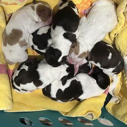 Brittany Puppies from Bull Creek Kennels