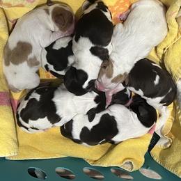 Brittany Puppies from Bull Creek Kennels