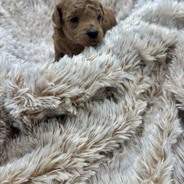 Maple - Red  female Poodle puppy in Merigold, Mississippi from C & C Doodles and Poodles