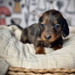 Girl 3 - Dachshund puppy from Jessica Louise Dachshunds