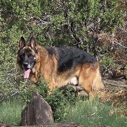 Xinco Vom Fichtenschlag - Black and red male German Shepherd puppy in Wittmann, Arizona from Minerd Ranch