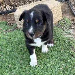 Mitch - Black tri-color male Australian Shepherd puppy in Mount Vernon, Texas from RJ's Aussie Posse