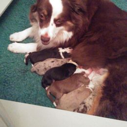 Miniature American Shepherd Puppies from Great Companions