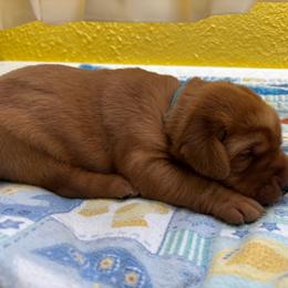 Joker - Yellow male Labrador Retriever puppy in Melrose, New Mexico from ECMO Farm Dalmatians & Labrador Retrievers