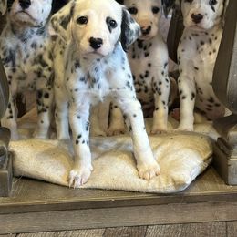 Dalmatian Puppies from Pawsitively Spotted