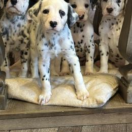 Dalmatian Puppies from Pawsitively Spotted