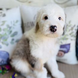 Melon - Blue merle and white female Sheepadoodle puppy in Murrieta, California from Brookside Bernedoodles