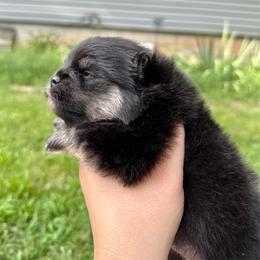 Dolly - Black and tan female Pomeranian puppy in Springfield, Missouri from Hope Mountain Pomeranians