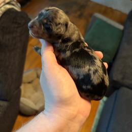 Loki - Dapple male Dachshund puppy in Jacksonville, North Carolina from Lizzie’s Doxies