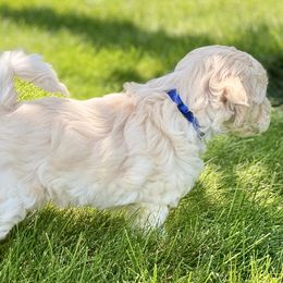 Australian Labradoodle Puppies from Tiny Treasures Australian Labradoodles
