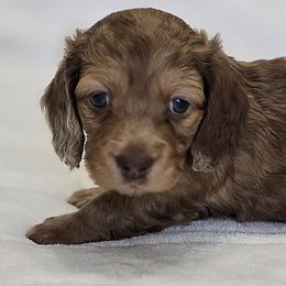Dachshund Puppies from LoveLee Dachshunds