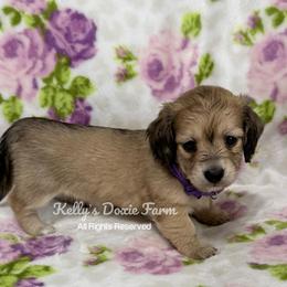 Shaded Cream Female Longhair Purple Collar - Cream female Dachshund puppy in Cleveland, Tennessee from Kelly's Doxie Farm