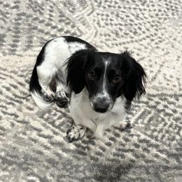 Sir Wynston Sterling - Dachshund