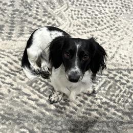 Sir Wynston Sterling - Dachshund