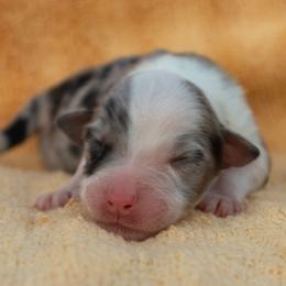 Wynonna - Blue merle female Australian Shepherd puppy in Weatherford, Texas from Ridgestar Aussies