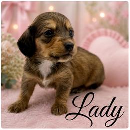 Lady Russian Lines AKC- 2500 - Sable female Dachshund puppy in Bartlesville, Oklahoma from OkieDokieDox