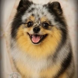 Cosmo - Pomeranian