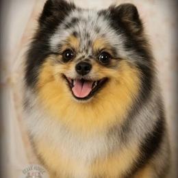 Cosmo - Pomeranian