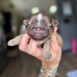 Alex - Liver male Shih Tzu puppy in Lancaster, Ohio from Wandering Tzu