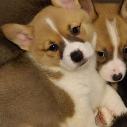 Pink collar Belle - Red female Pembroke Welsh Corgi puppy in Shelton, Washington from Gingersnap Pembroke Welsh Corgis