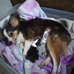 Australian Shepherd All Grown Up from Josh Courville