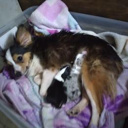 Australian Shepherd All Grown Up from Josh Courville