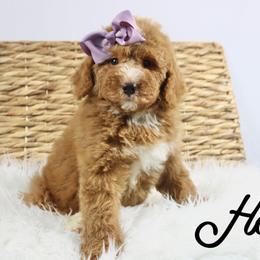 Haiti - Red female Bernedoodle puppy in Casa Grande, Arizona from AzDoodle Dandies