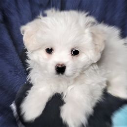 Maltese Puppies from Norma T.'s Maltese