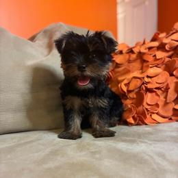 Ace - Black and tan male Yorkshire Terrier puppy in Downingtown, Pennsylvania from Superior Family Kennels