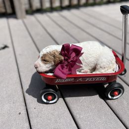 Labradoodle Puppies from Goindoodles