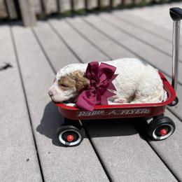 Labradoodle Puppies from Goindoodles