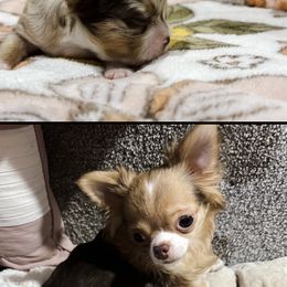 Chihuahua Puppies from American Dream Chihuahua’s