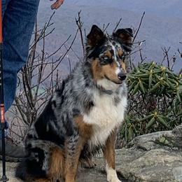 Tina - Australian Shepherd