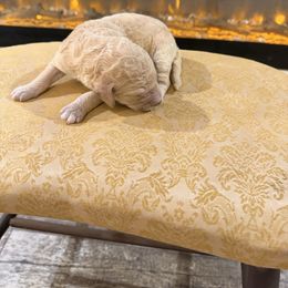 Dasher - Cream male Goldendoodle puppy in Indian Mound, Tennessee from Dana Walters