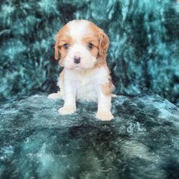 Princess - Blenheim female Cavalier King Charles Spaniel puppy in Knoxville, Tennessee from Rocky Top Cavapoos