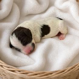 Raven - Brown and white female Bernedoodle puppy in High Point, North Carolina from Kingsfield Doodles