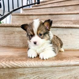 Wonder (Fluffy) - Sable male Pembroke Welsh Corgi puppy in Phelan, California from Desert Sunset Pembroke Welsh Corgis