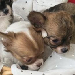 Chihuahuas from Rosemont Chis