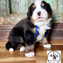 Mr. Spruce - Black rust and white male Bernese Mountain Dog puppy in Altura, Minnesota from Bluffside Berners
